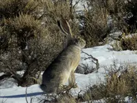 trip 022518 1 jack rabbit.webp
