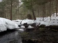 Gold Stream.webp