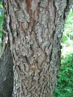 Black Cherry.webp