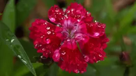 DSCN2477.webp