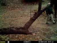 tree branch 1.webp