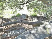 Looking Down from Cliff.webp
