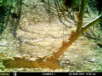 tree mud.webp