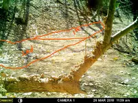 tree mud1_LI.webp