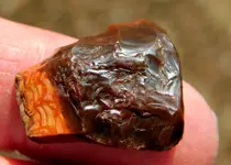 DSCN5493.webp