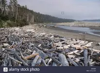 driftwood-long-beach-vancouver-island-canada-A4K2E5.webp