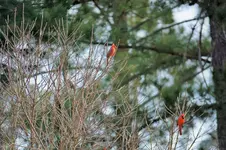 DSC_0018a.webp