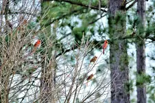 DSC_0007a.webp