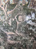 40X magnified.webp