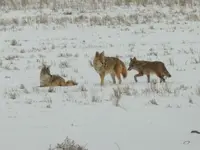walk 020919 1 coyote.webp