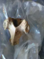 benjamins vertebrae 23.webp