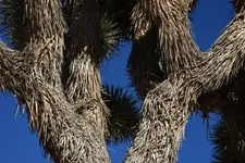 joshua-tree-bark-closeup.webp