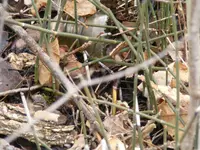 DSCF9025.webp
