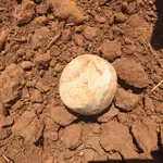 Discoal - Lee Co. Georgia 2019 (1).webp