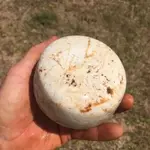 Discoal - Lee Co. Georgia 2019 (2).webp