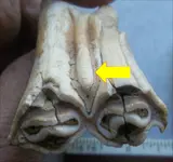 BisonMolarisolatedstylid.webp