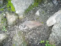 100_5509.webp