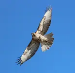 IMG_1862 (2).webp