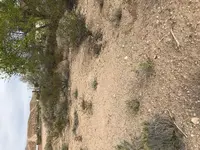 ringdesert.webp