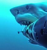 guadalupe mexico island white shark sharks video videos image images attack attacks fishing bigg.jpg