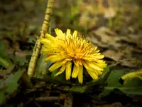 DSCN2530.webp