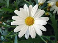 White-Daisy-400x300.webp