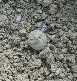 button dirt.webp