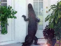 alligator-at-door.webp