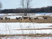 deer10.webp