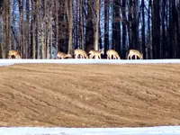 deer12.webp