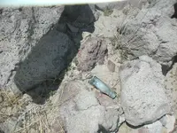 Pickle Bottle where laid.webp