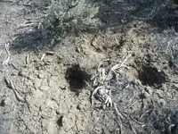 Pinto edge of badger hole#1.webp