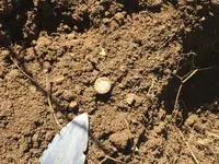 3 - Dime - In the Dirt.webp 3 - Dime - In the Dirt.webp