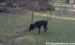 Dog-pees-on-electric-fence-9to5animations-gif.gif