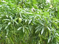 DSCN8410.webp
