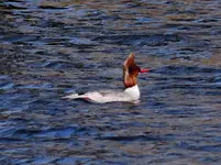 DSCN0141.webp