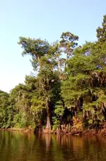 Flint River - SW GA (6).webp