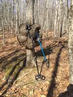 maple burl.webp