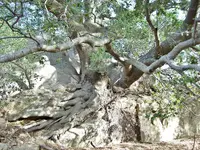 Mystery Rock Oak Tree Roots.webp