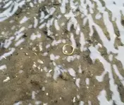 ear ring.webp