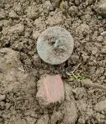 Dandy Dirt.webp