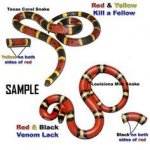 8ea698e33b20298ddbaeb07c18eabc73--poisonous-snakes-venom.jpg