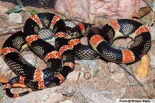 longnose snake.webp
