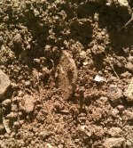 LC in Dirt.jpg