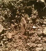 LC in Dirt.webp
