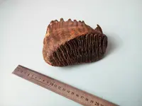 P90319-081009.webp