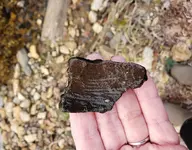 3-12-19 pottery shard inside.webp