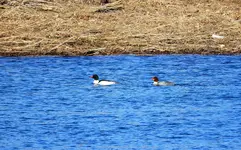 K1600_DSCN3864.webp