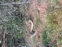 snake.webp