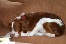 4x6boothsleeping.webp 4x6boothsleeping.webp